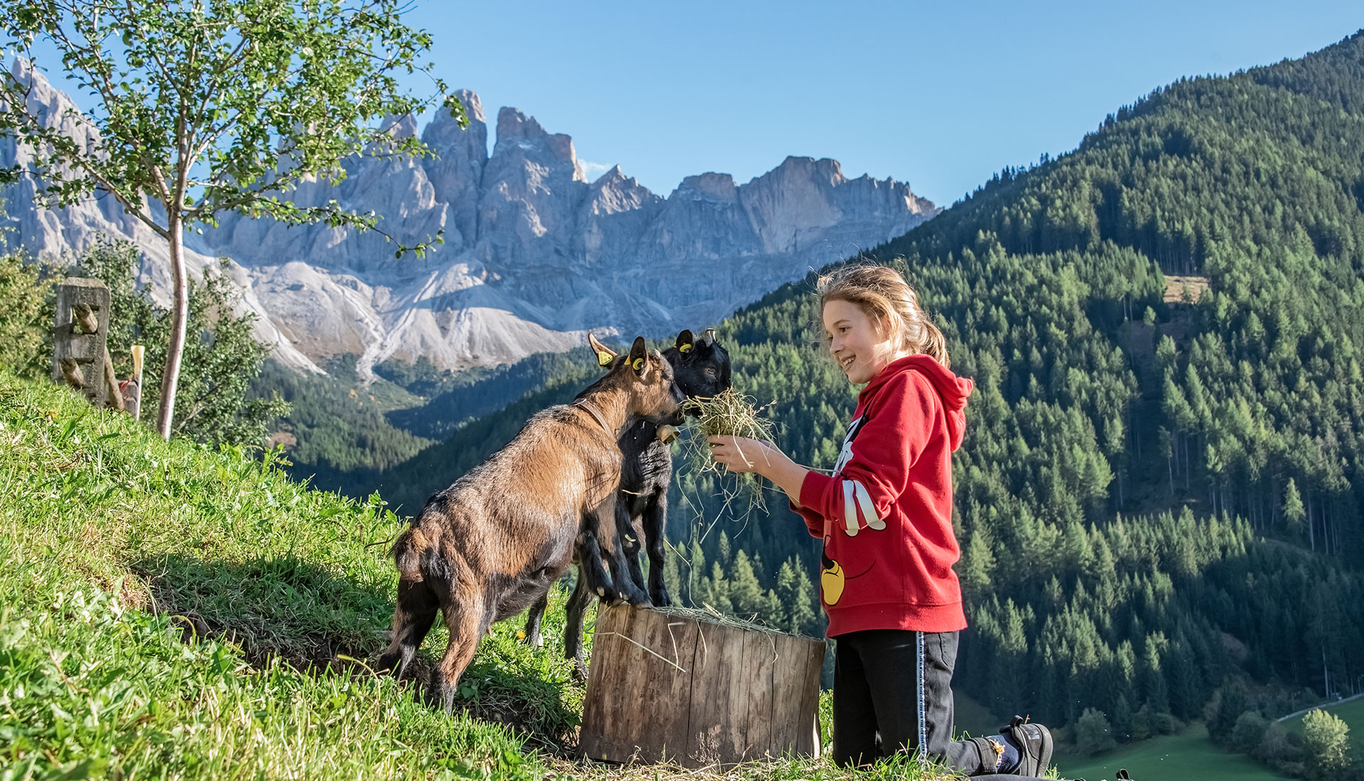 Family holiday farm in the Dolomites
