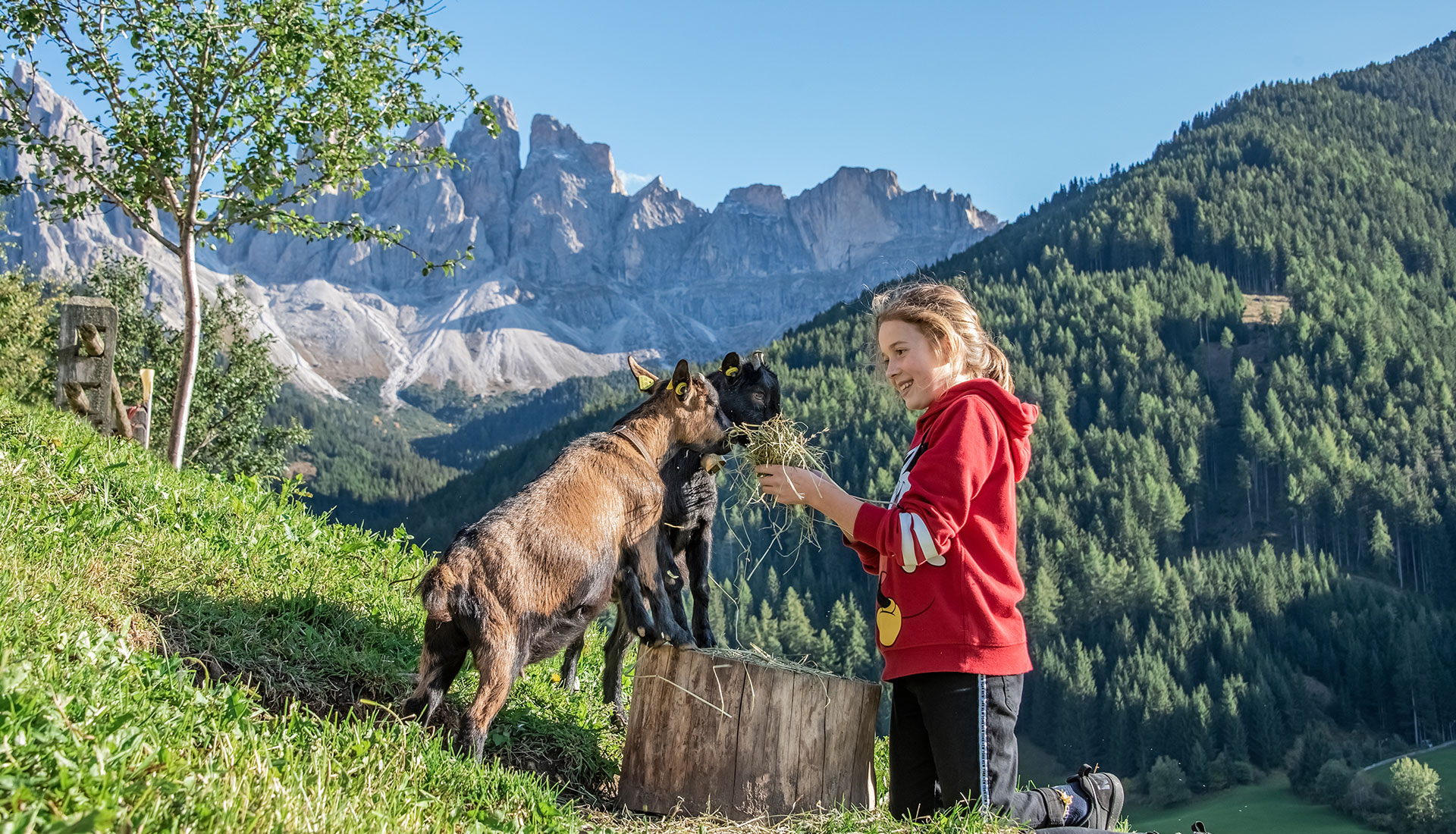 Family holiday farm in the Dolomites