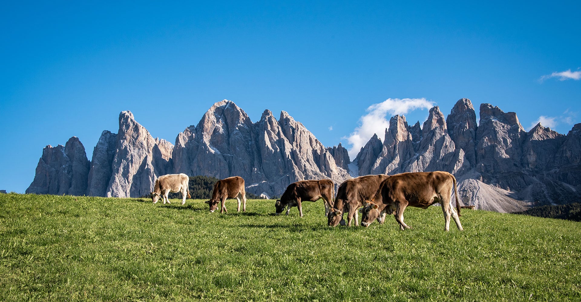 Mucche Fattoria Dolomiti